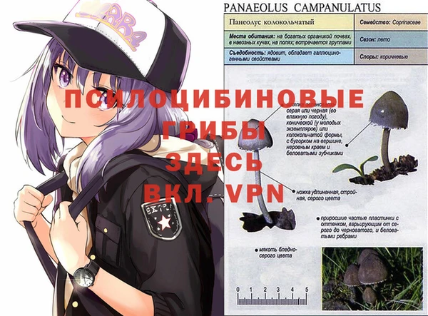 ПСИЛОЦИБИНОВЫЕ ГРИБЫ Краснотурьинск